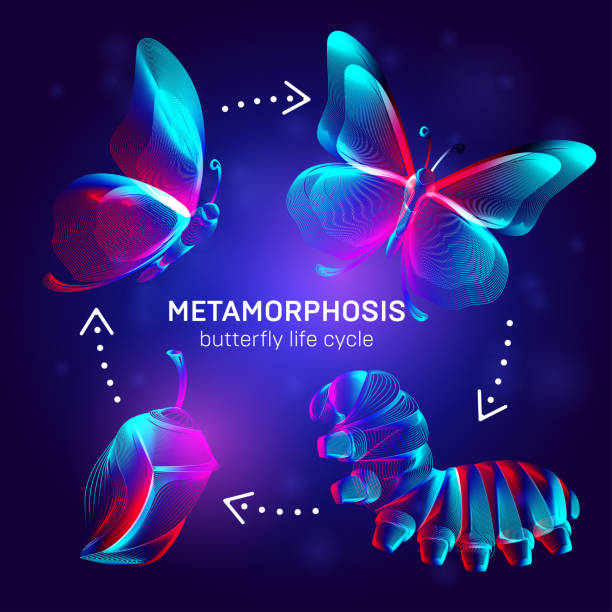 ilustraciones, imágenes clip art, dibujos animados e iconos de stock de concepto de metamorfosis. banner del ciclo de vida de la mariposa. ilustración vectorial 3d con siluetas de neón estéreo abstractas de insectos: etapas del proceso de transformación de orugas, crisálida y mariposas - light lighting equipment new life beginnings