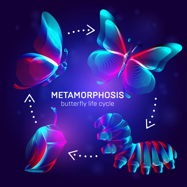 Metamorphosis concept. Butterfly life cycle banner. 3D vector illustration with abstract stereo neon silhouettes of insects - caterpillar, chrysalis and butterfly transformation process stages Metamorphosis concept. Butterfly life cycle banner. 3D vector illustration with abstract stereo neon silhouettes of insects - caterpillar, chrysalis and butterfly transformation process stages pupa stock illustrations