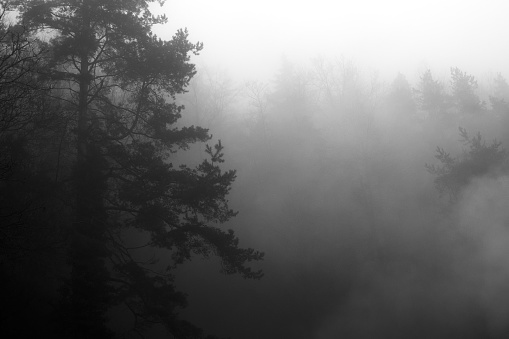 Lonely pine tree in dark foggy day. Forest in back, white background, space for text.