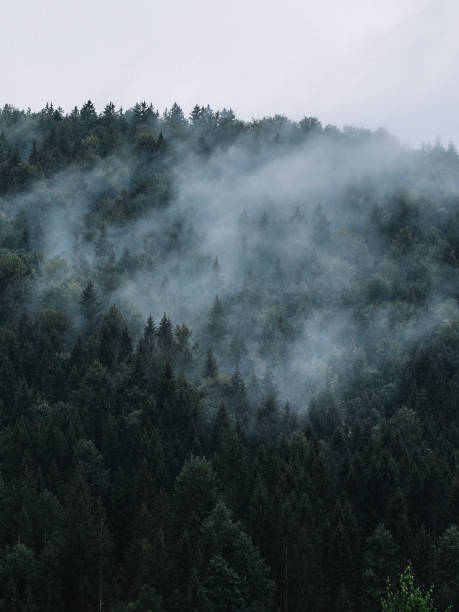 Free Stock Photo of Mysterious fog enveloping a coniferous forest ...
