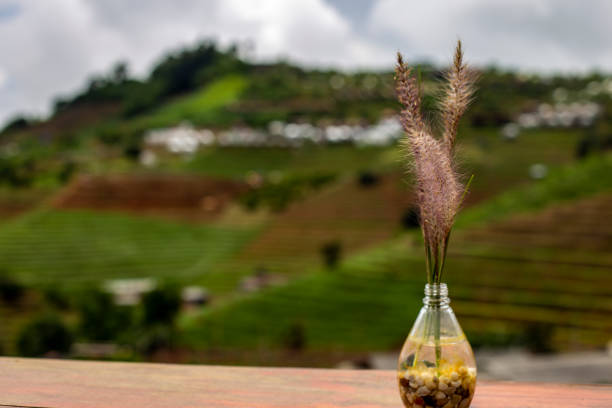 Fountain grass flowers in a glass vase and blurred background