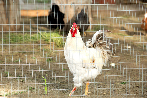 A big white rooster walks in the backyard on a farm on a sunny summer day. Agricultural industry. Eco-farm