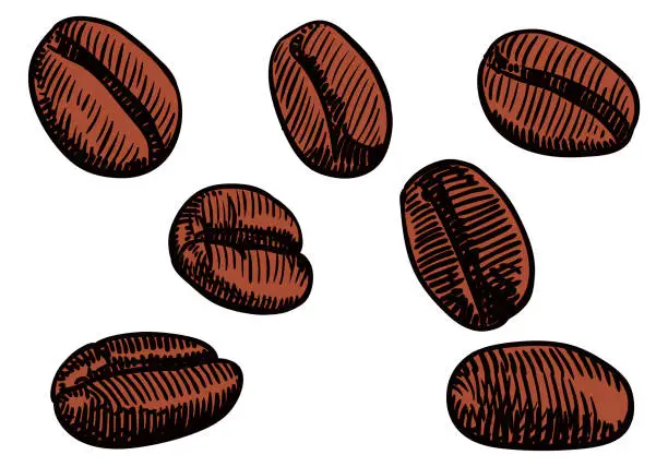 Vector illustration of Vector illustration of coffee beans