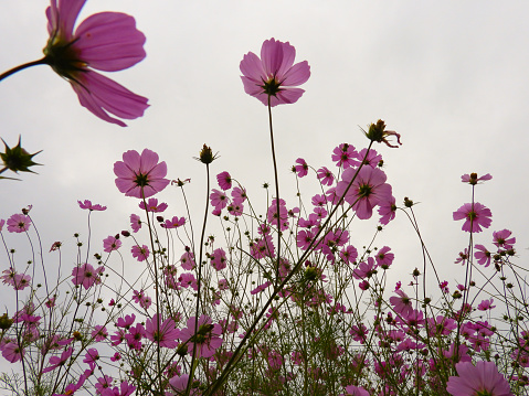 beautiful cosmos flower with blue sky, taken at yamanashi japan.