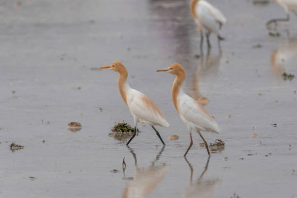 istock Cattle egrets stay in the fields for food, rest and fly 1341841804