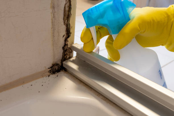 dirty tile cleaning and mold removing from grout Mold or fungus of the wall in the Shower room causing black or brown mold in the bathroom or toilet room caused by the hot water and accumulation of bacteria. mildew stock pictures, royalty-free photos & images
