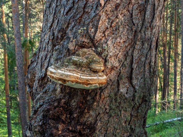 istock A tinder fungus on the trunk of a pine tree. 1341846103