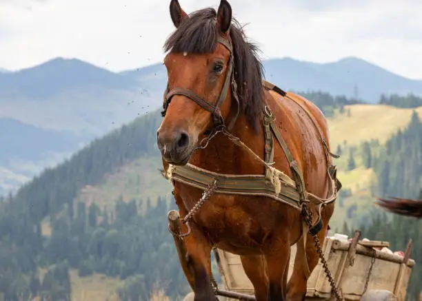 Photo of horse-drawn, going on a road in the Carpathian mountains. Ukraine