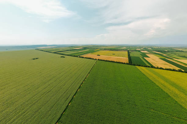 istock Top view aerial view of agricultural fields. 1341847005