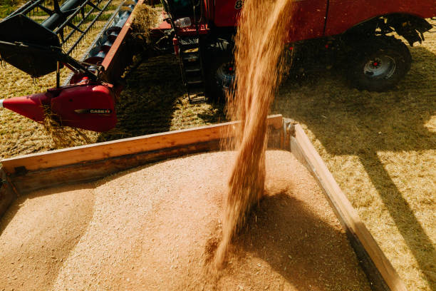 istock Wheat harvest concept. Combine loading wheat grain in truck trailer 1341847106