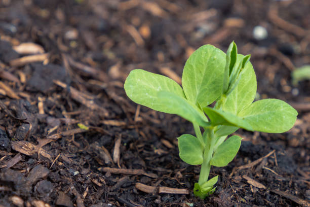 close-up of one sweat pea Seedling in soil stock photo