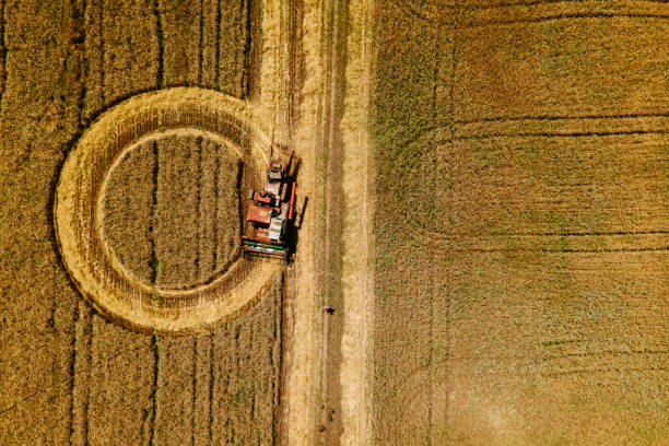 istock aerial view of combine creates circles on a wheat field. 1341848445