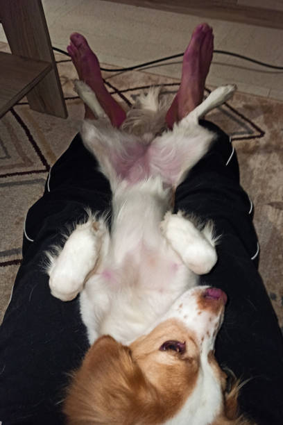 istock Cute and funny mixed kokoni dog photos 1341848749