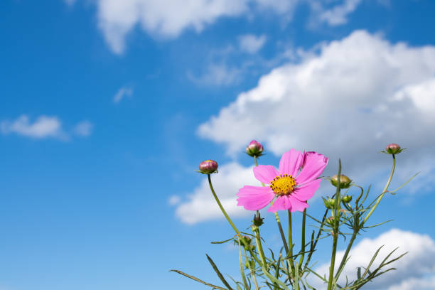 istock Pink cosmos and blue sky 1341848907