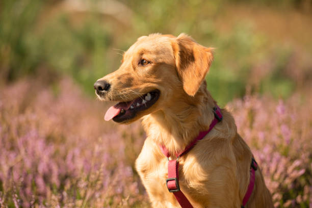 istock Dog portrait in heather 1341849060