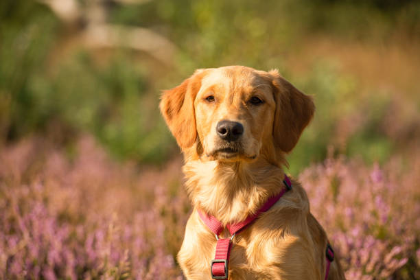 istock Dog portrait in heather 1341849083