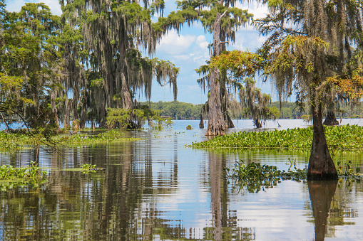 Reflexiones en un pantano de Luisiana photo