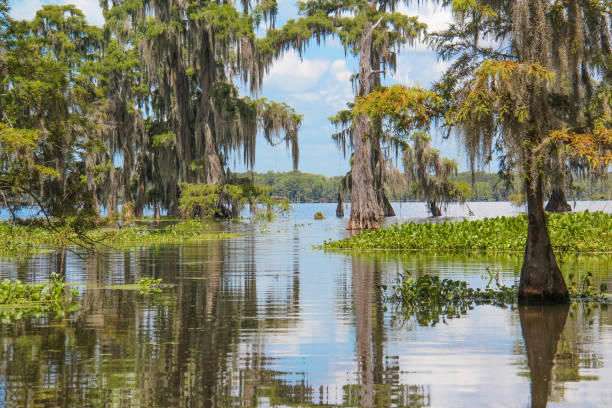 Reflections in a Louisiana Swamp Mature trees emerge from the murky water of a Louisiana swamp with their reflections on full display in the water under the hot summer sun. louisiana stock pictures, royalty-free photos & images