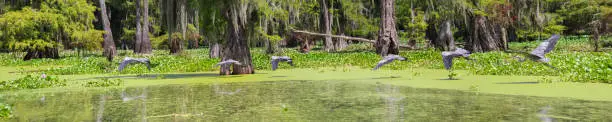 Photo of Blue Heron in a Louisiana Swamp