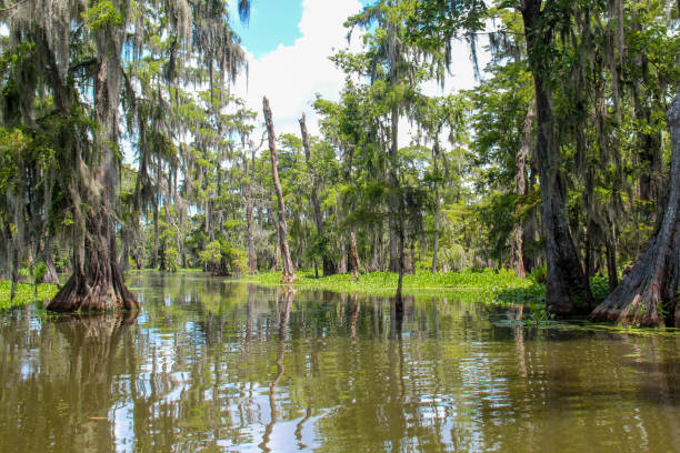 istock Reflections in a Louisiana Swamp 2 1341849854