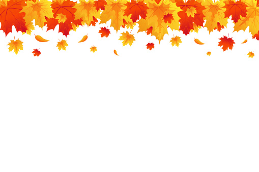 Autumn background, Border with falling bright maple leaves. Red, yellow and orange fall leaves with copy space, isolated on White. Vector illustration