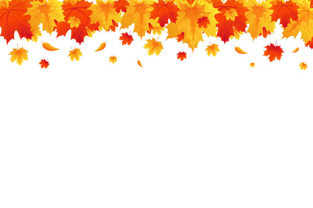 Autumn background, Border with falling bright maple leaves Autumn background, Border with falling bright maple leaves. Red, yellow and orange fall leaves with copy space, isolated on White. Vector illustration autumn orange maple leaf tree stock illustrations