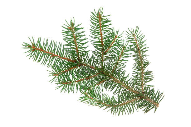 istock isolated branch of Christmas tree 1341850312