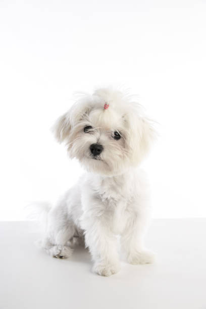 istock Maltichon puppy Bichon Maltese on white 1341852964