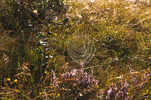 spider web on wilderness meadow environment space of grass