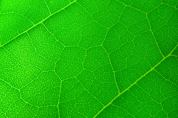 istock The structure of the green leaf 1341854091