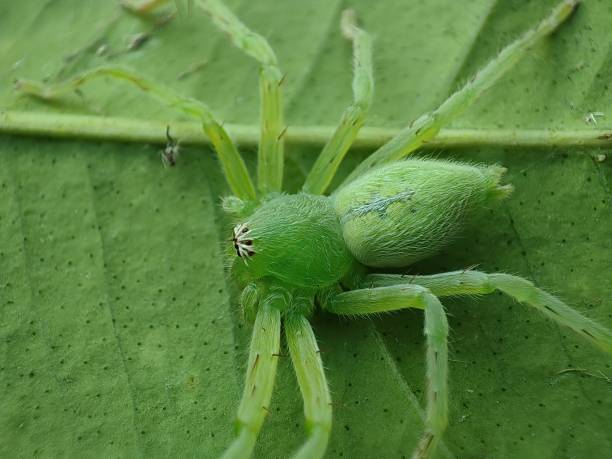 istock Closeup view of green color spider on a leaf 1341854759