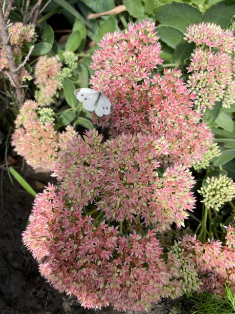 istock White butterfly sits on a pink flower close-up 1341855469