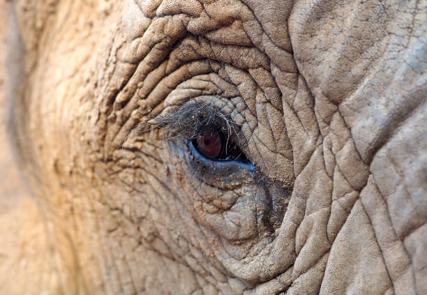 close up from the elefants eye