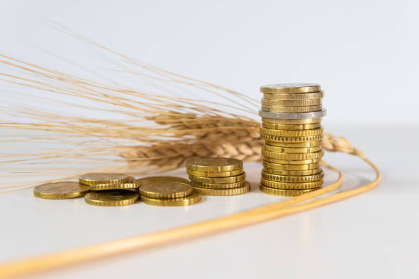 Ear of corn and money. Price of wheat. stock photo