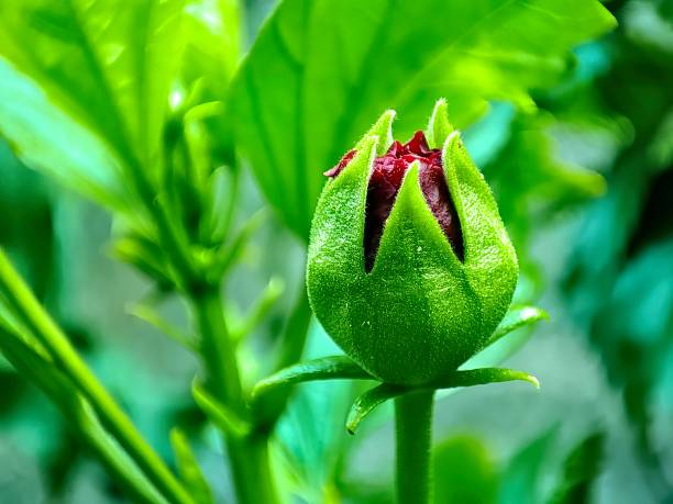 ハイビスカスの花の芽のクローズアップビュー - stem pollen hibiscus beauty in nature ストックフォトと画像