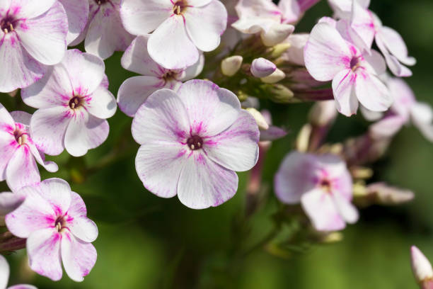 istock flowers are grown for landscaping 1341857408
