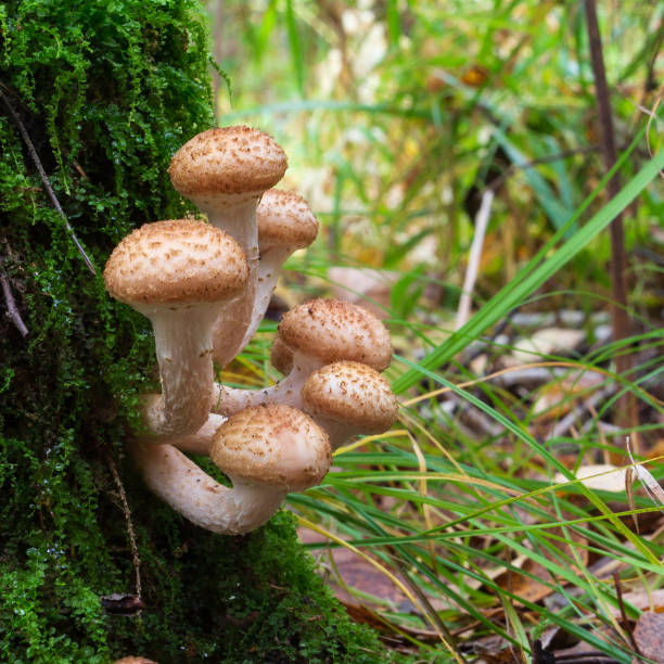 istock Mushrooms honey agarics in autumn forest 1341858670