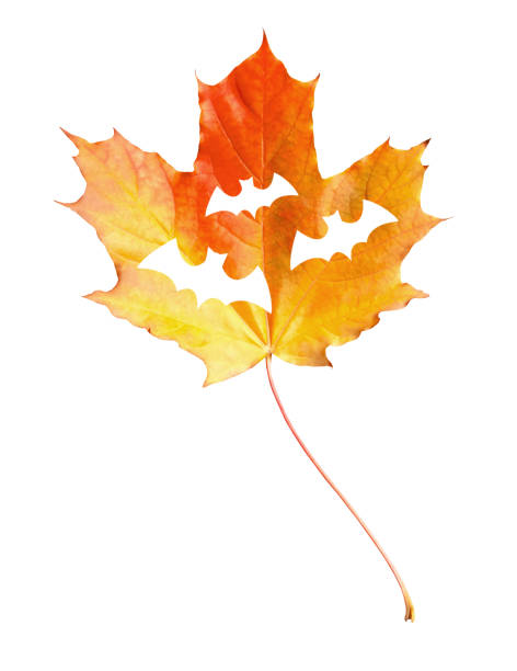 istock Autumn yellow one isolated maple leaf with cut out bat outlines on a white backdrop. Halloween Idea 1341859815