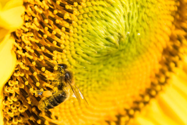 istock Swiss bee to work on a sunflower 1341861043