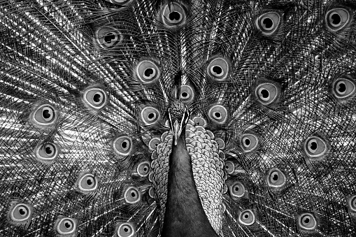 Male peacock sitting on a rock on a rainy day in Habarana National Park in the North Central Province in Sri Lanka