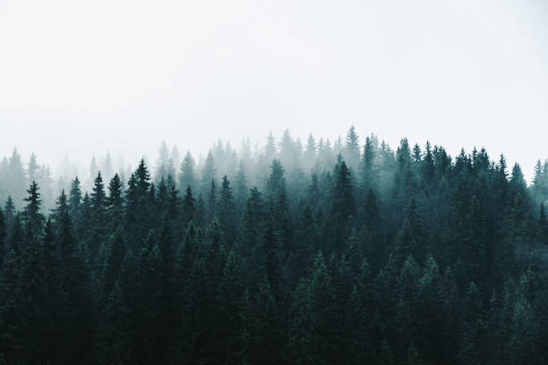 istock Morning fog over a beautiful  pine forest 1341861849