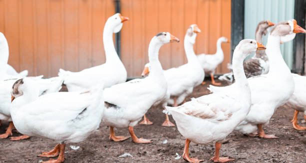 istock Birds outdoors close-up, white geese walk on the poultry farm, selective focus. 1341862871