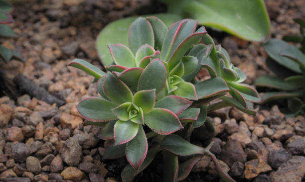 istock Side view Aeonium 'Kiwi' or Kiwi Aeonium, 1341863303