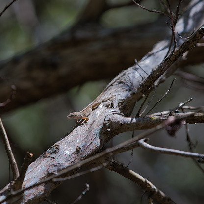 A small lizard basking in the sun on a branch in a natural setting with a blurred background.