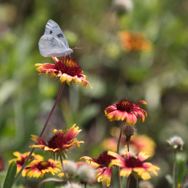 istock Checkered White Butterfly on Indian Blanket 1341864347