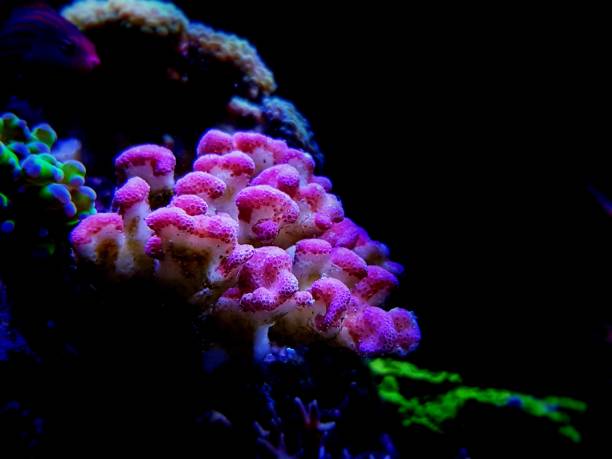 istock Smooth cauliflower coral - Stylophora pistillata 1341866125