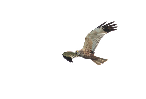 Flying male western marsh harrier (Circus aeruginosus) against a white background.