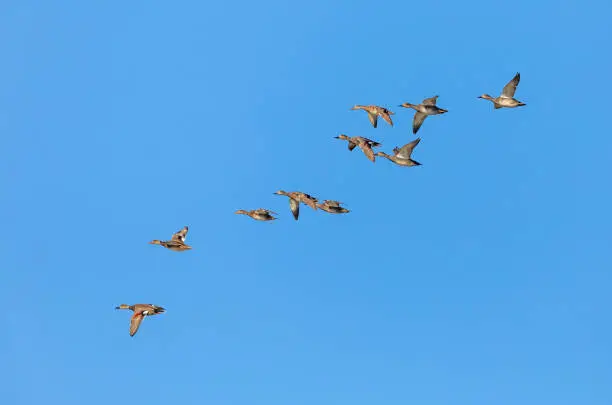 A flock of gadwalls (Mareca strepera) against a blue sky.