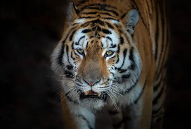 Male siberian tiger (Panthera tigris tigris) walking in front of the photographer.