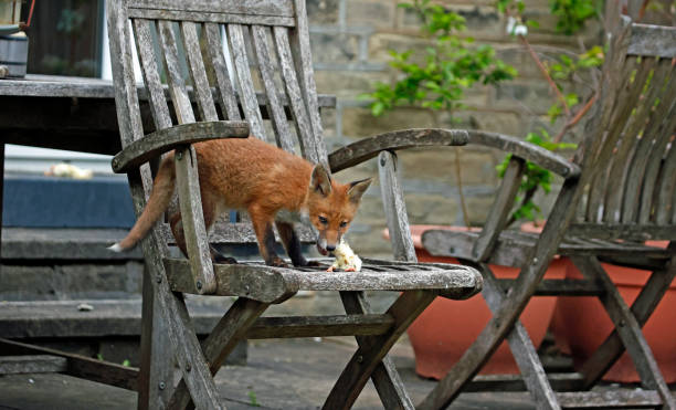 istock Fox cub climbing up onto garden chair 1341868432